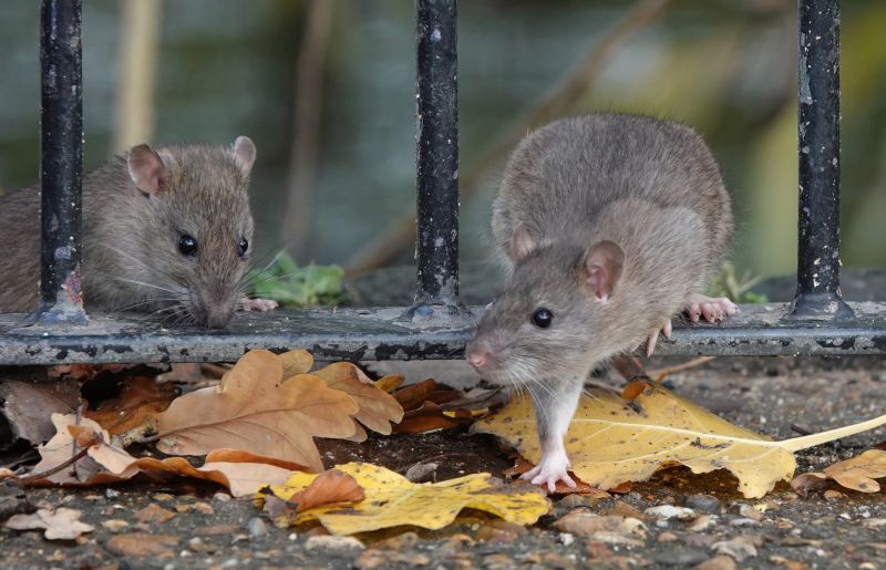 Rat Fumigation Service in Kalamazoo, MI