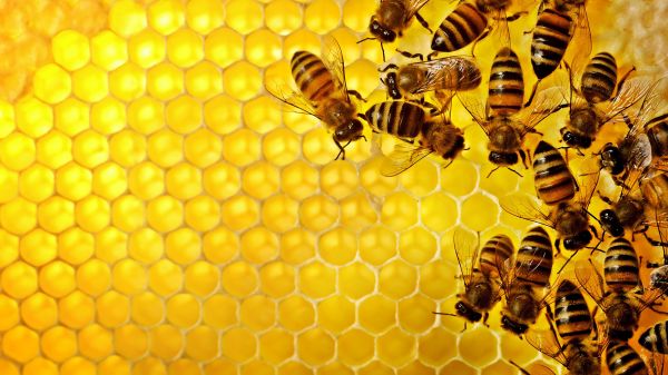 Bee Removal Service