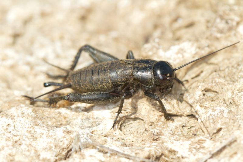 Cricket Prevention in New Braunfels, TX