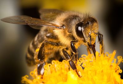 Avoid Structural Damage Due to Honeybee Colonies!