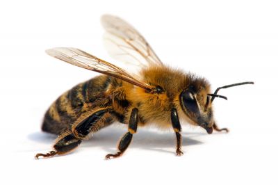 Protect the Honeybees with Safe Bee Removal!