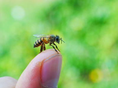 Remove Honeybees Due to Safety Risks!