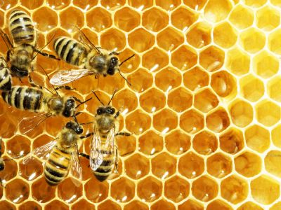 Remove Honeybees Safely!